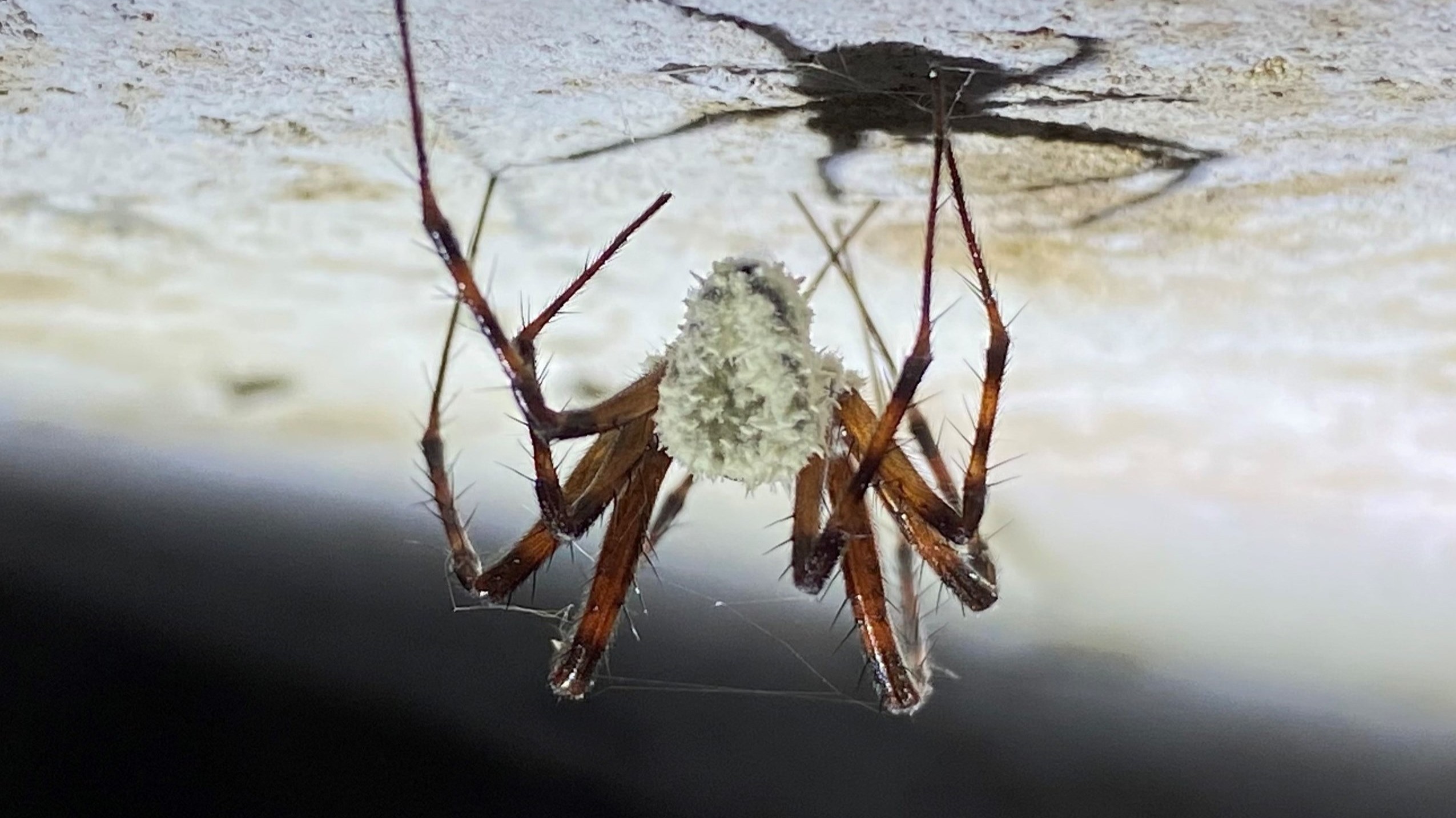 'Zombie' spiders infected by never-before-seen fungus discovered on grounds of destroyed Irish castle