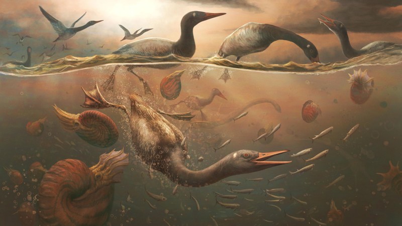 Earth’s first waterfowl may have lived in Antarctica 69 million years ago