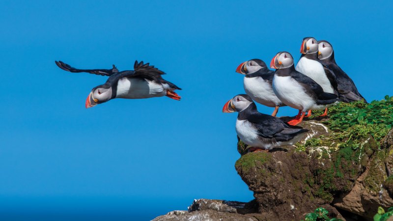 How a puffin patrol in Iceland is saving the iconic seabirds