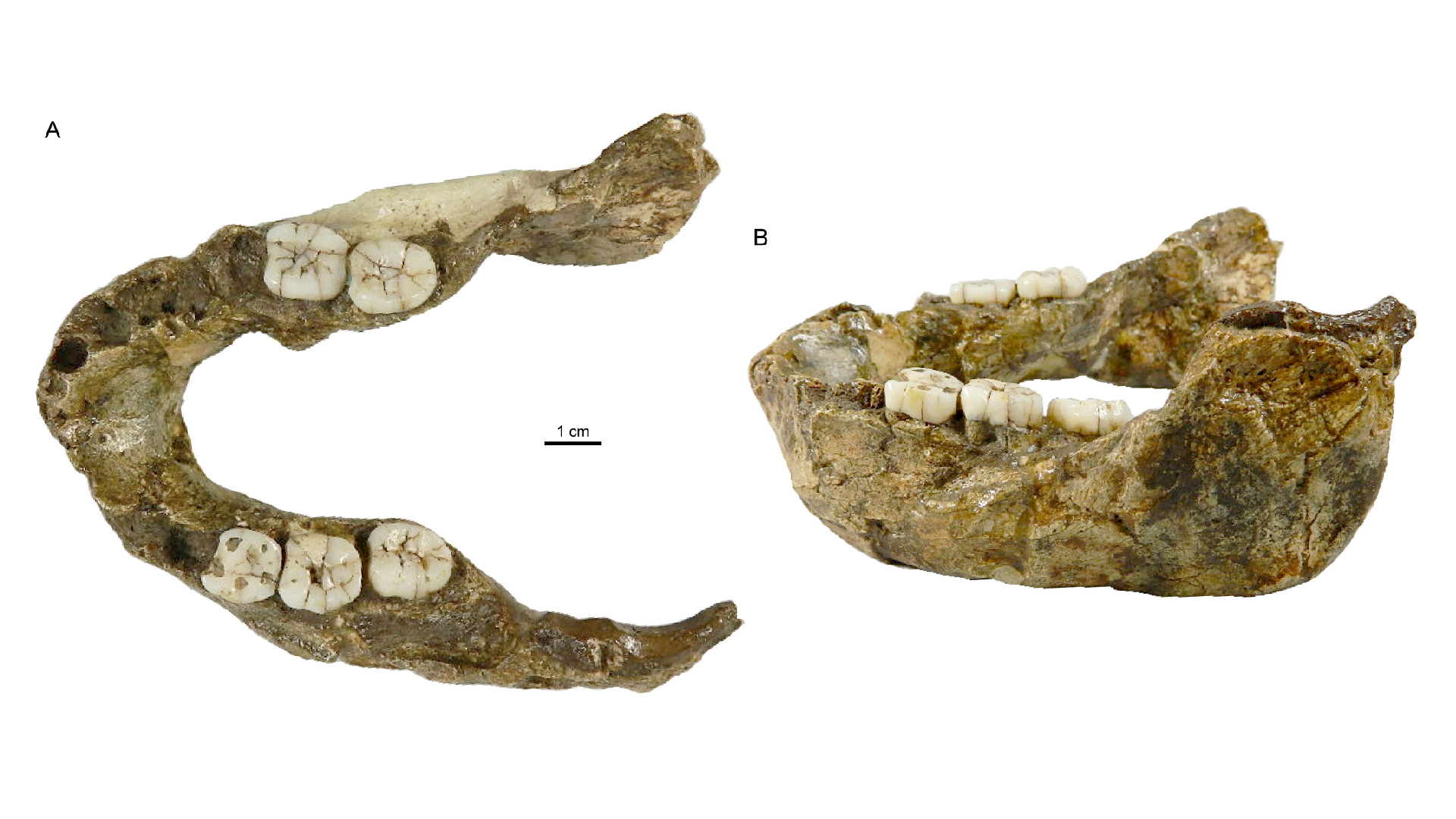 1.4 million-year-old jaw that was 'a bit weird for Homo' turns out to be from never-before-seen human relative