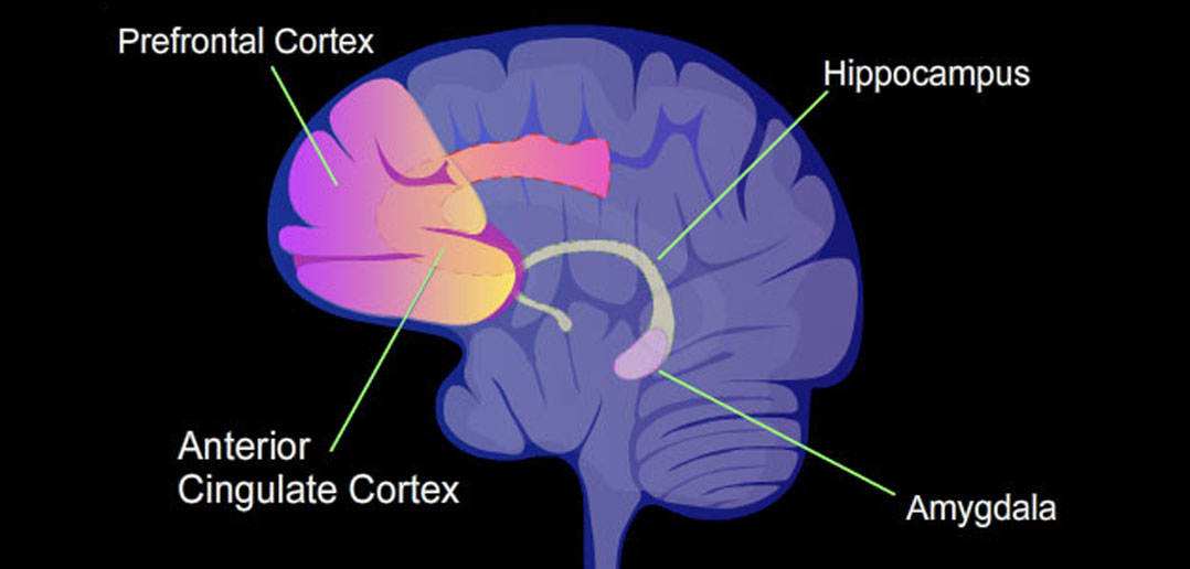 Scientists find brain’s social network taps into ancient emotional core