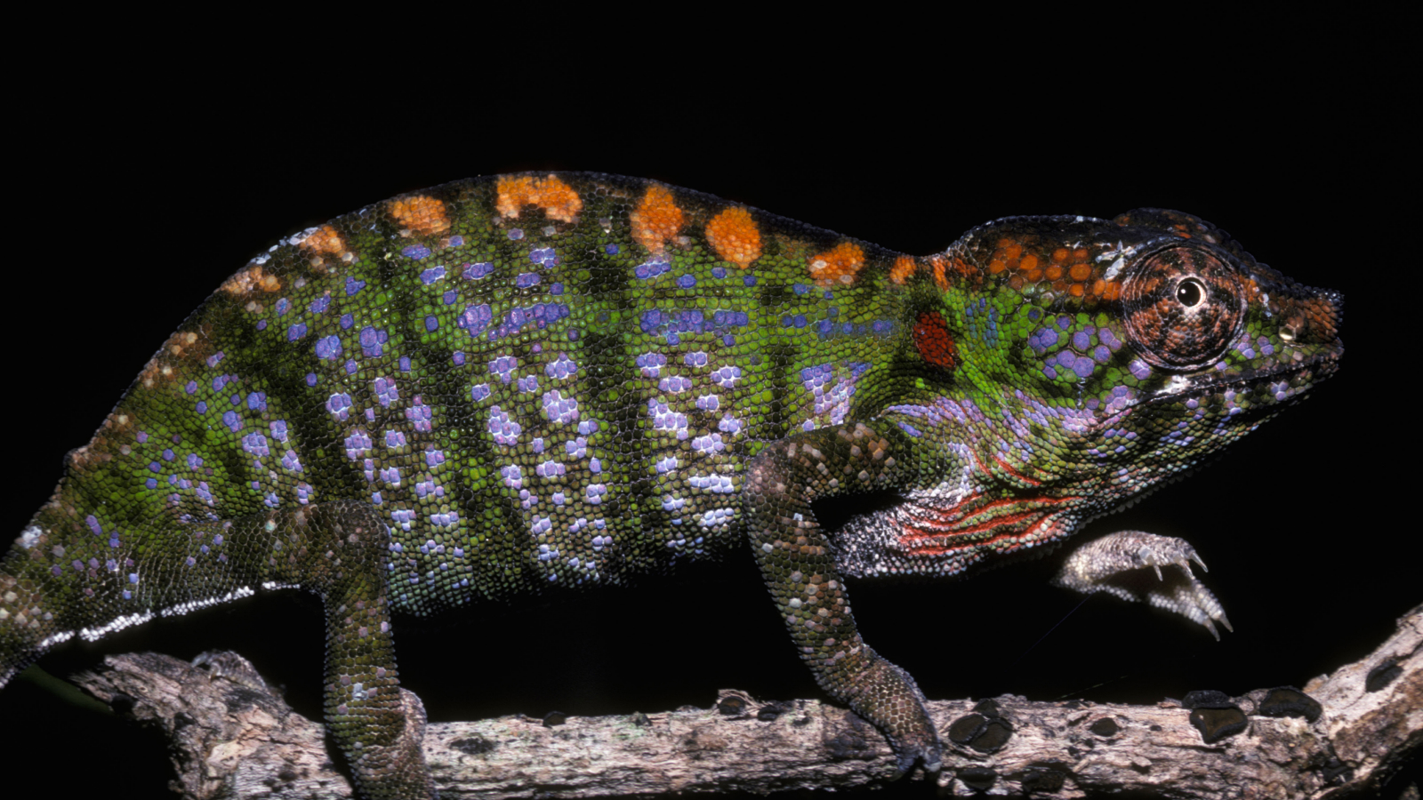 Labord's chameleon: The color-changing lizard that drops dead in 4 months