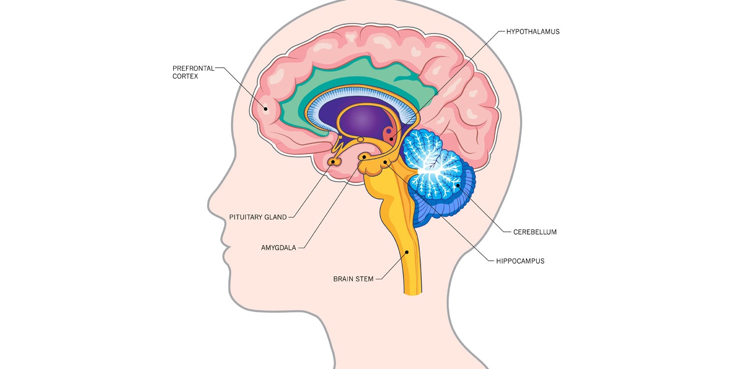 Large-scale neuroimaging study finds no evidence of atypical amygdala connectivity in autism