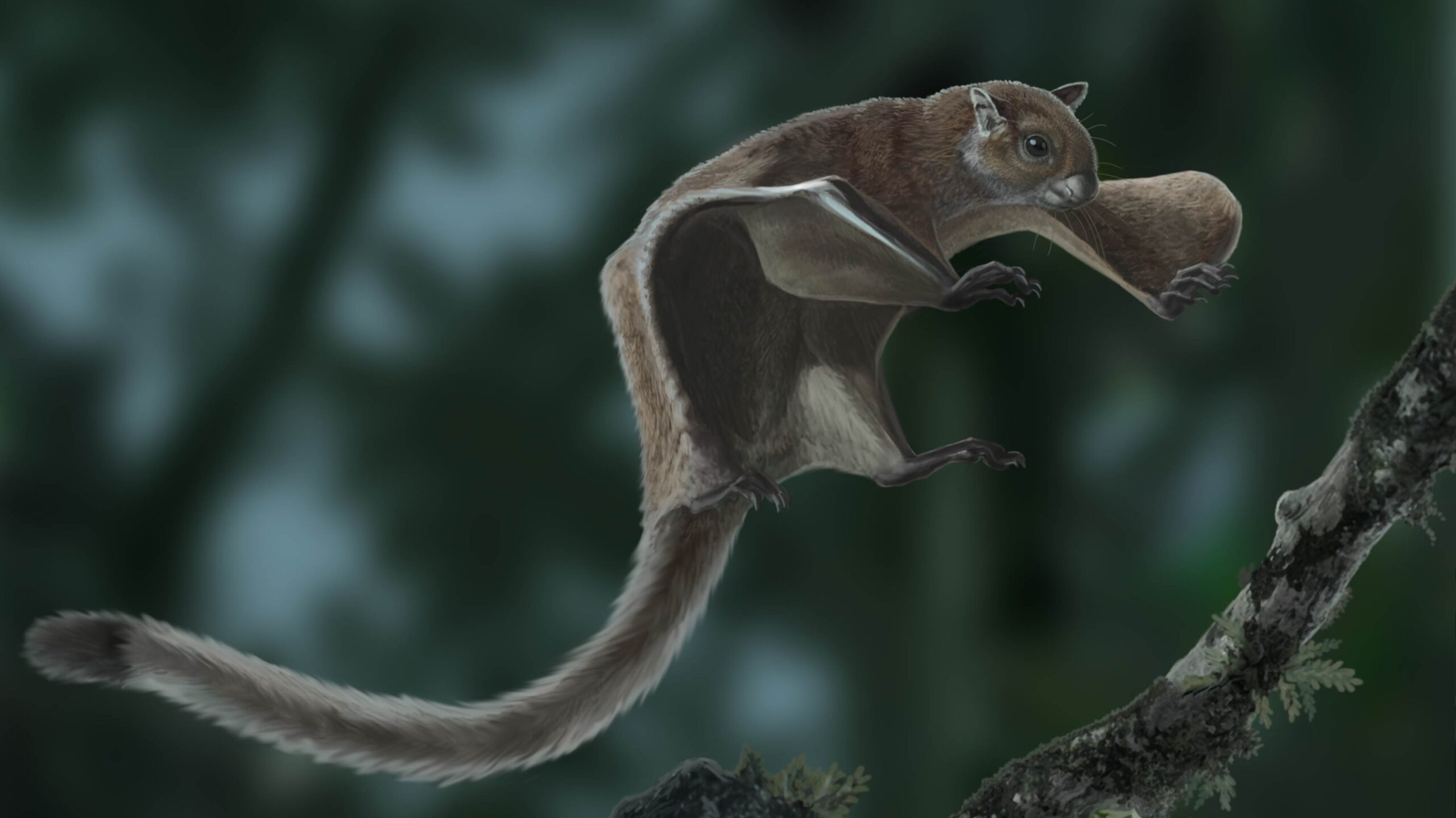 5 million-year-old tooth from Tennessee belongs to house cat-size flying squirrel