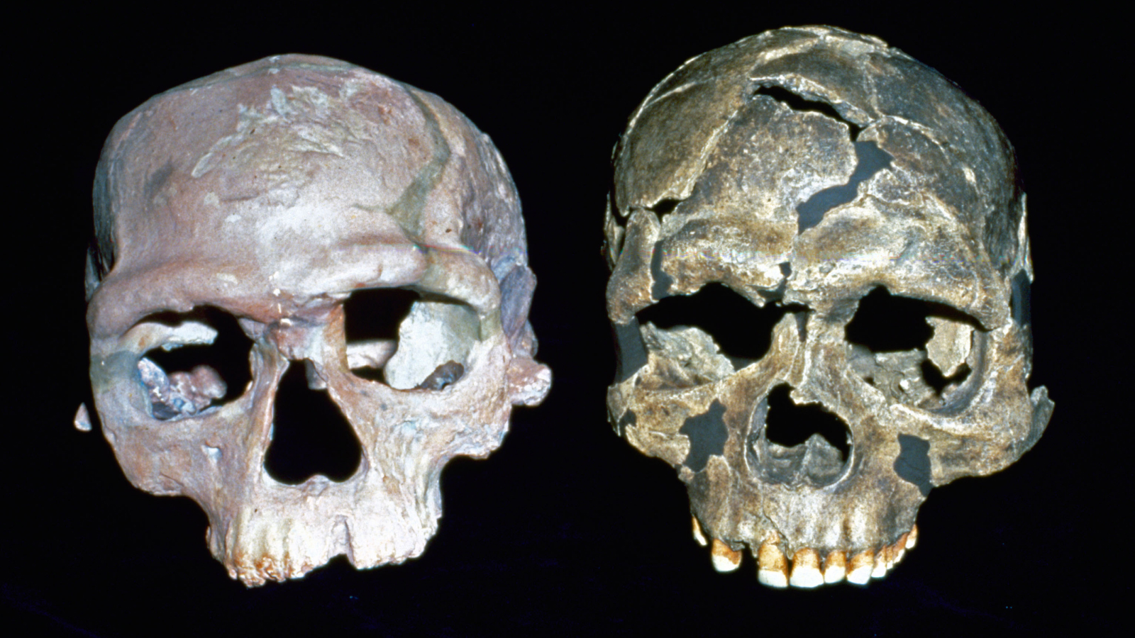 Human evolution quiz: What do you know about Homo sapiens?