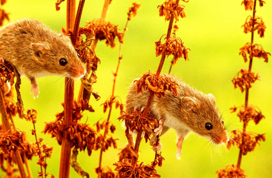 Lab Mice Nature Rethink Life 80wgom