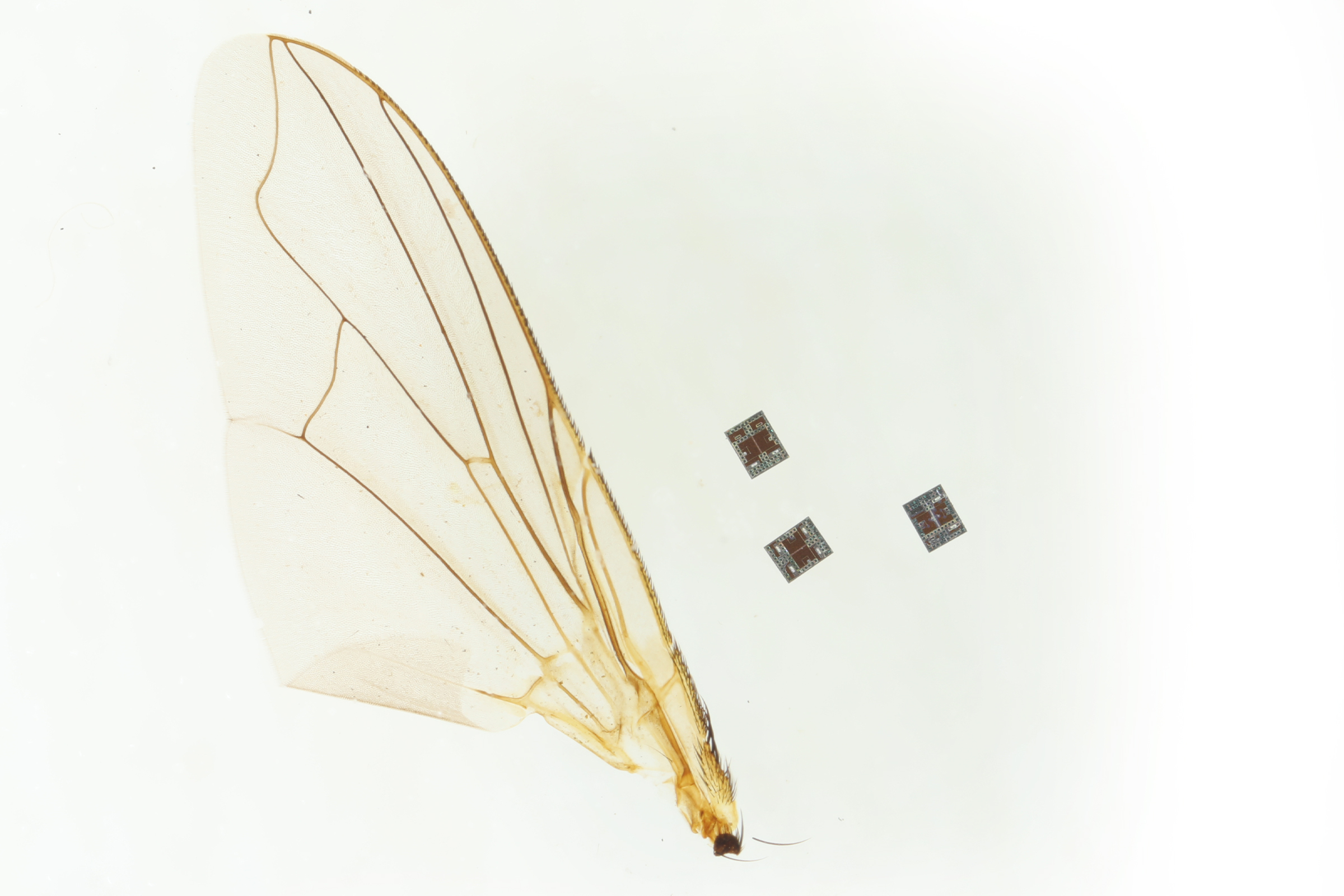 Scientists Reveal Robot Small Enough to Travel Through…