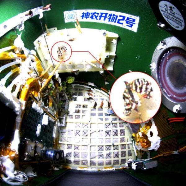 Butterfly Emerges From Chrysalis in Zero Gravity