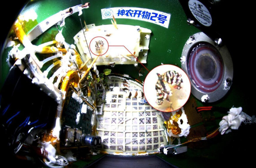 Butterfly Emerges From Chrysalis in Zero Gravity