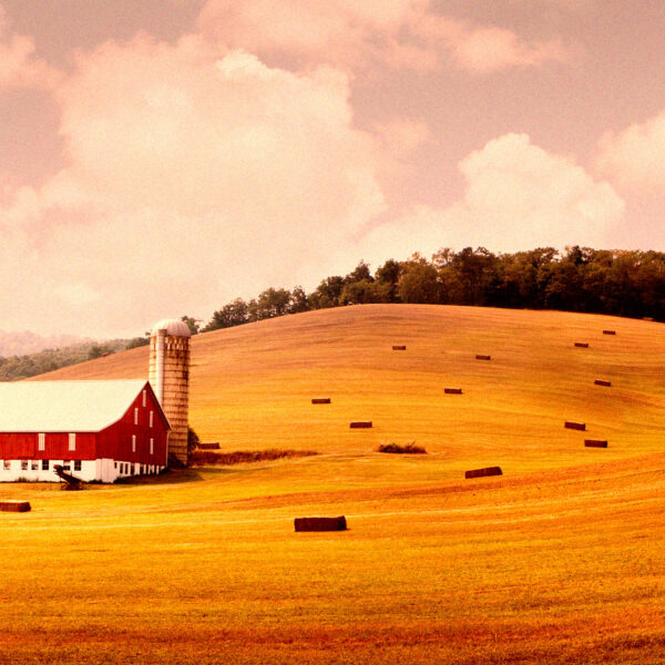 Farmer Hailed as Hero for Rejecting Huge Payment&hellip;