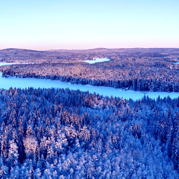 Forests Are Steadily Crawling North, Satellite Imagery Shows