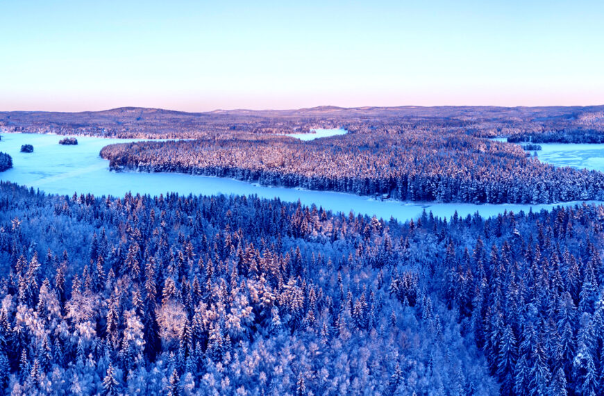 Forests Are Steadily Crawling North, Satellite Imagery Shows