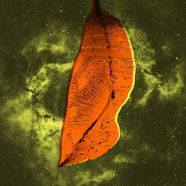 Galactic Monsters Grew in Cocoons Like Giant Bugs,&hellip;