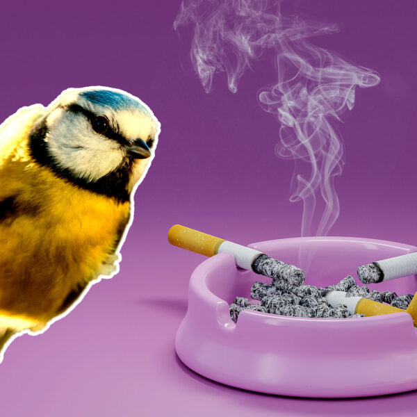 Birds Are Getting Hooked on Cigarettes