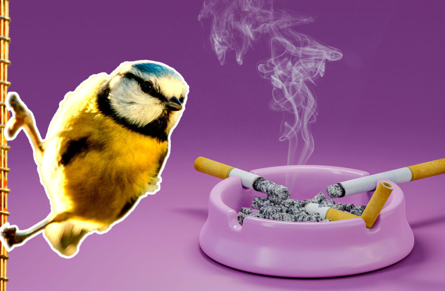 Birds Are Getting Hooked on Cigarettes