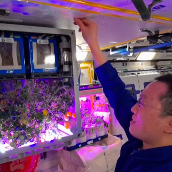 Chinese Space Station Astronauts Harvest Space Tomatoes