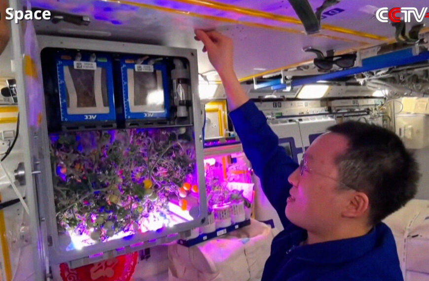 Chinese Space Station Astronauts Harvest Space Tomatoes