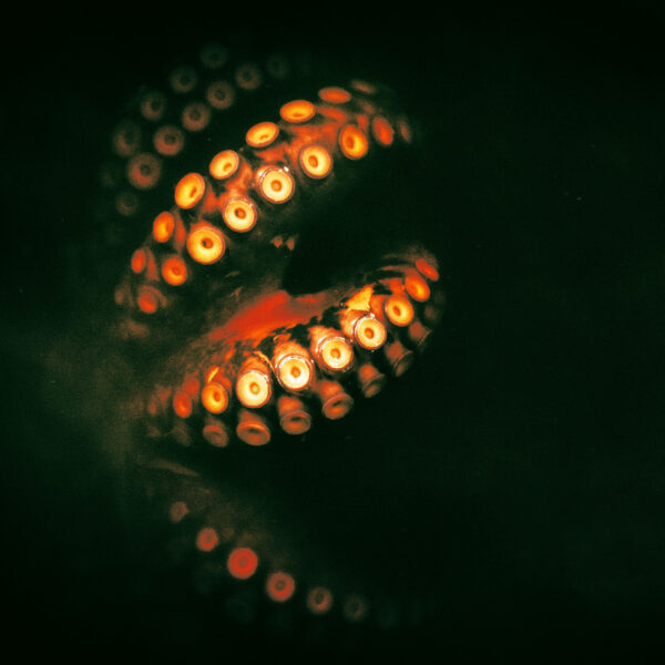 Efforts Grow to Ban Octopus Farming