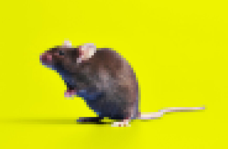 Scientists Cloned a Mouse, Then Cloned&hellip;