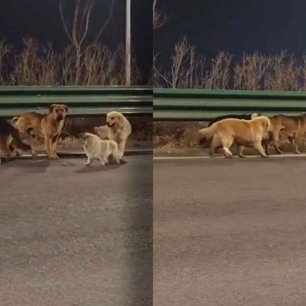 Those Viral Posts About the Brave Kidnapped Dogs&hellip;