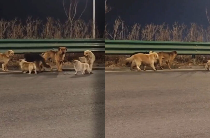 Those Viral Posts About the Brave Kidnapped Dogs Escaping and Finding Their Homes Together Are Fake, You Gullible Buffoons