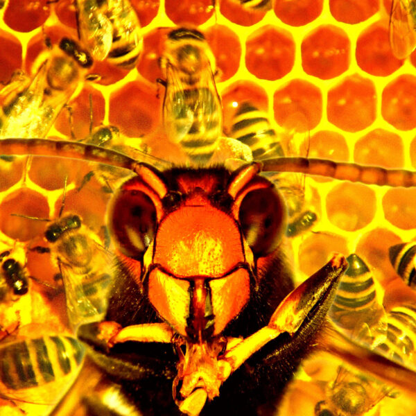 Woman Convicted for Attacking Police With Swarm of&hellip;