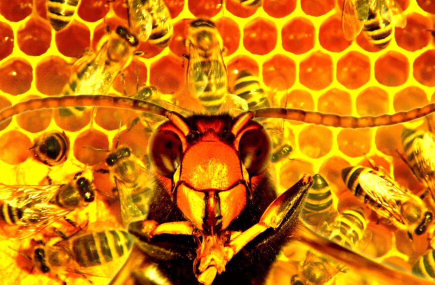 Woman Convicted for Attacking Police With Swarm of Furious Bees