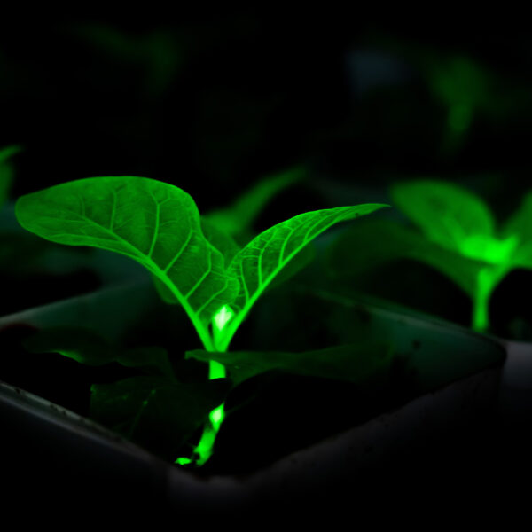Chinese Scientists Bioengineering Plants With Firefly Genes to&hellip;