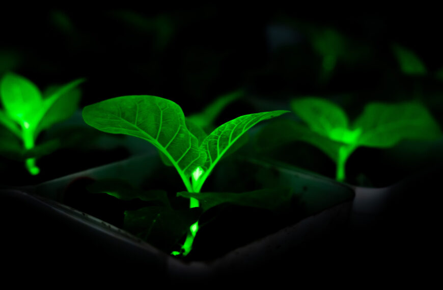 Chinese Scientists Bioengineering Plants With Firefly Genes to Glow, in Effort to Light Cities at Night