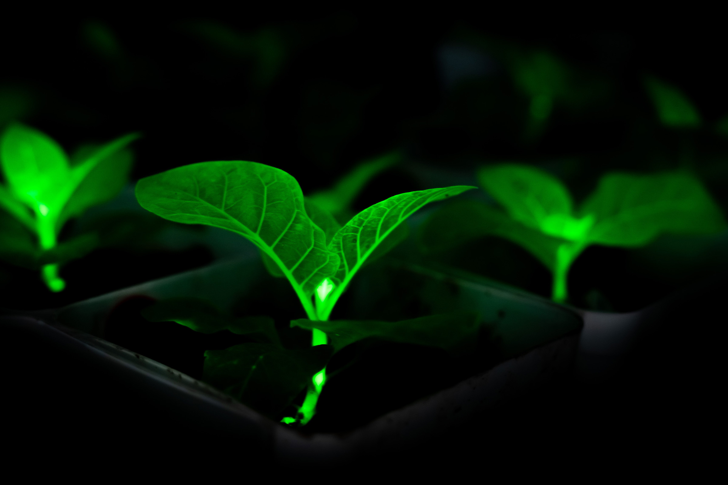 Chinese Scientists Bioengineering Plants With Firefly Genes to Glow, in Effort to Light Cities at Night