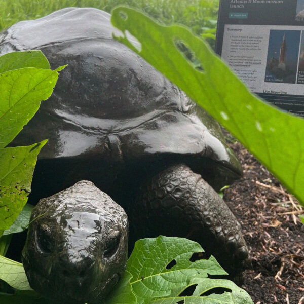JONATHAN THE 193-YEAR-OLD TORTOISE IS STILL ALIVE, REPEAT&hellip;