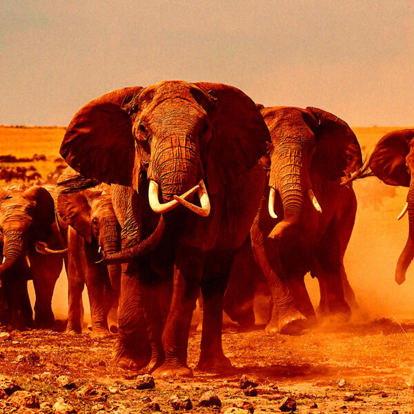 Millionaire Big Game Hunter Trampled to Death by&hellip;