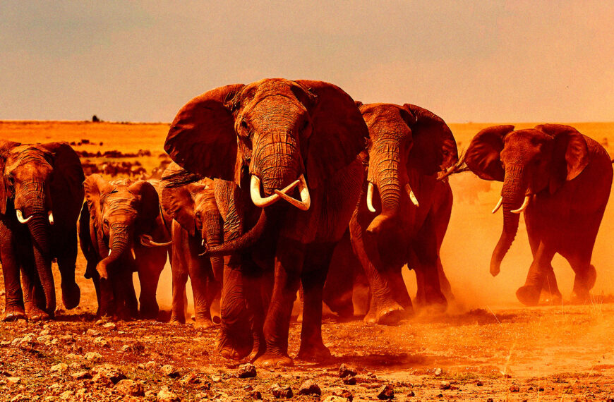 Millionaire Big Game Hunter Trampled to Death by Elephants