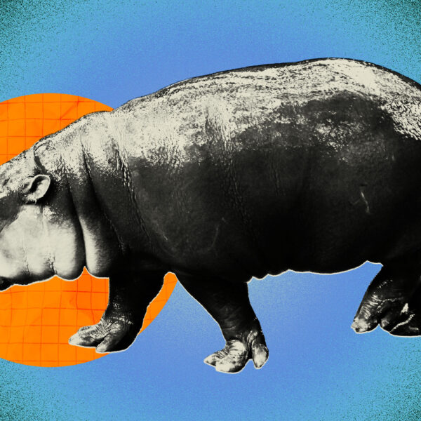 Man Punished for Breaking Into Moo Deng’s Zoo&hellip;