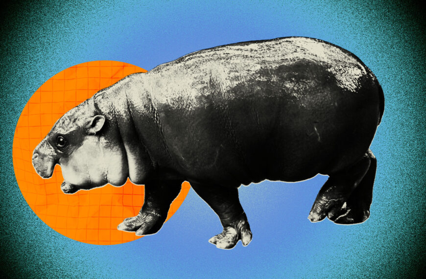 Man Punished for Breaking Into Moo Deng’s Zoo Enclosure