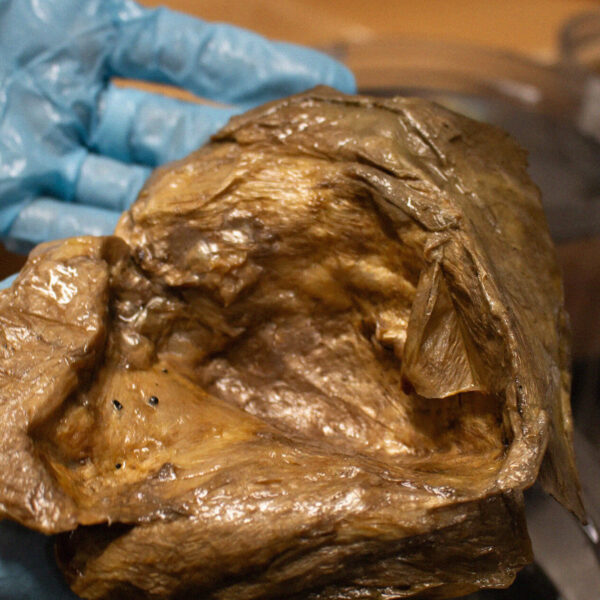 Scientists Say They’ve Figured Out What That Golden&hellip;