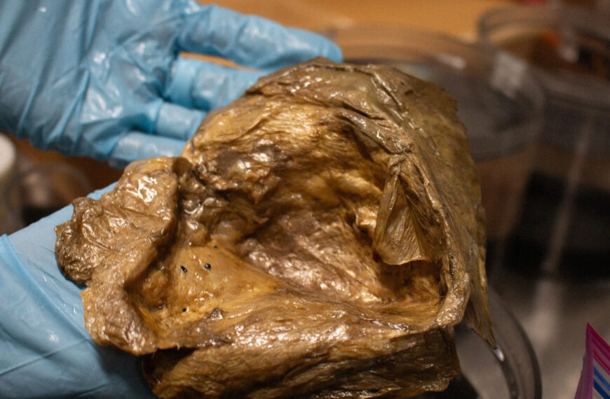 Scientists Say They’ve Figured Out What That Golden Orb Found at the Bottom of the Pacific Ocean Actually Was