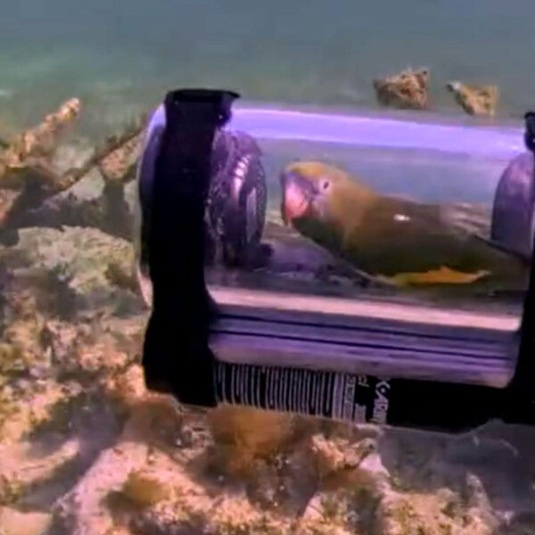 Man Creates Tiny Submarine for His Parakeet to Experience Life Underwater