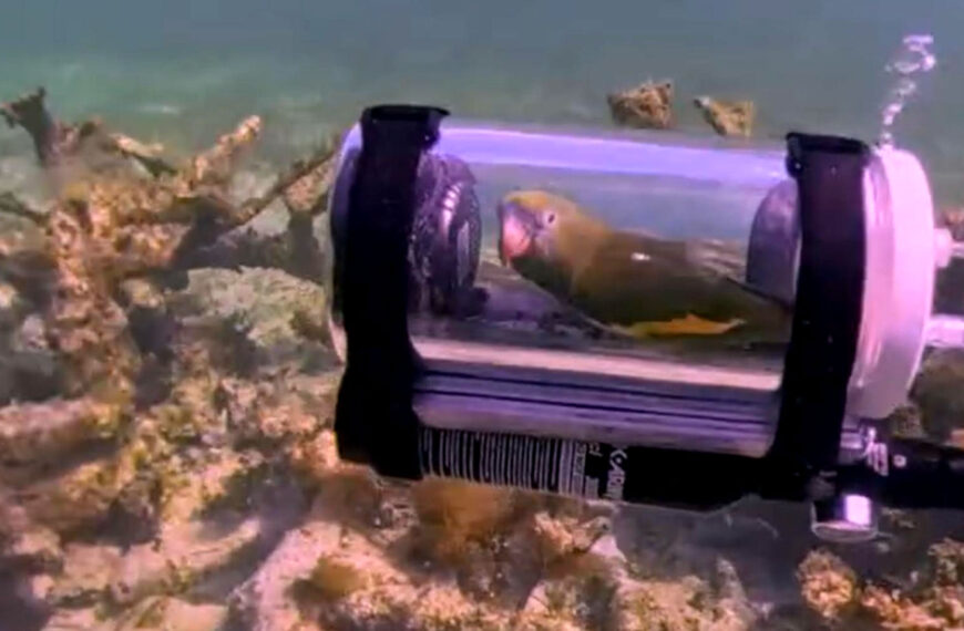 Man Creates Tiny Submarine for His Parakeet to Experience Life Underwater