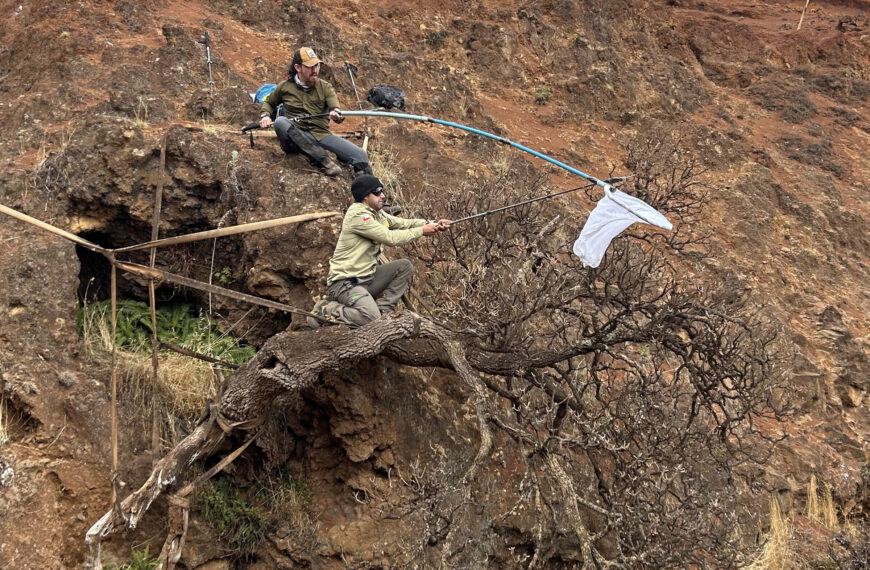 Scientists Rush to Save One of the World’s Rarest Trees as It Literally Falls Off a Cliff