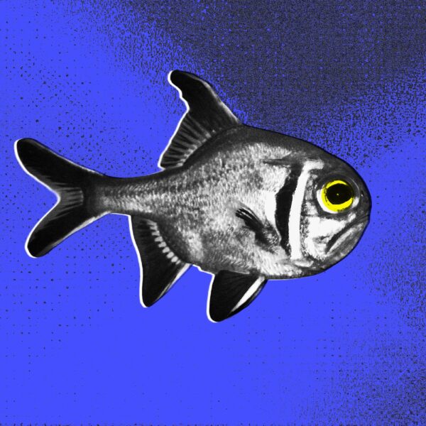 Light Pollution is Causing Fish to Live Miserable,&hellip;