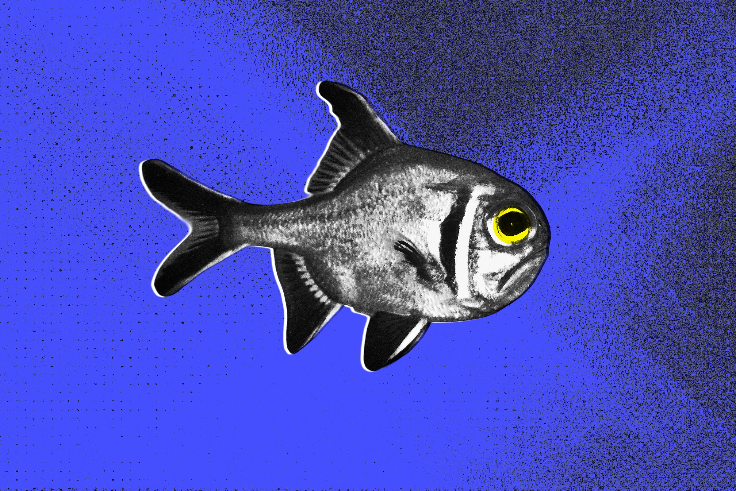 Light Pollution is Causing Fish to Live Miserable, Bitter Lives, Researchers Find