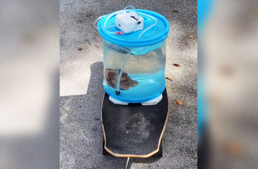 We Are Intrigued by This Man Taking His Pet Octopus for a Walk Around His Neighborhood