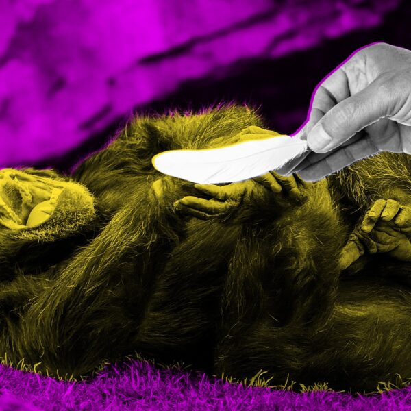 Scientists Publish Extremely Serious Research About Whether Tickling&hellip;