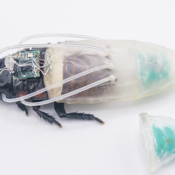Swarm of Cyborg Remote Controlled Cockroaches Gains New&hellip;