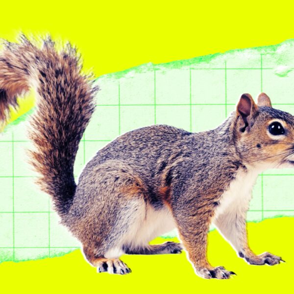 Someone Reportedly Mailed a Live Squirrel to Meta,&hellip;