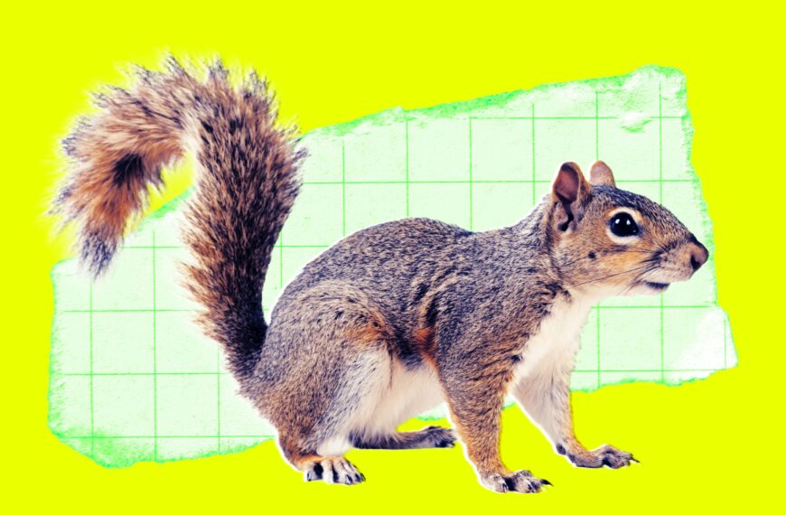 Someone Reportedly Mailed a Live Squirrel&hellip;