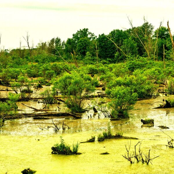Google Data Center Announces Plans to Pave Over Protected Wetlands