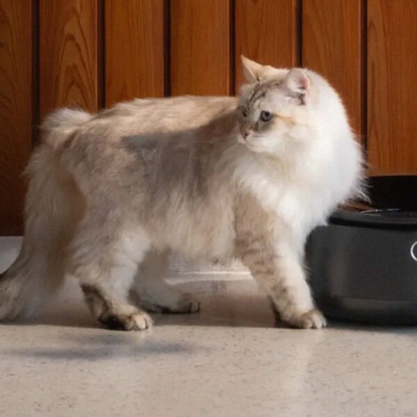 Internet-Connected Pet Feeders Go Down, Leaving Kitties Hungry