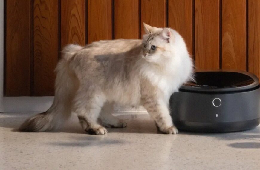 Internet-Connected Pet Feeders Go Down, Leaving Kitties Hungry
